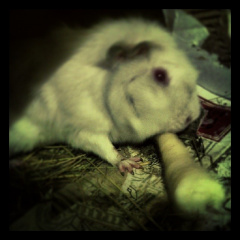 23c913cabf7302f9262959c6a32f084e