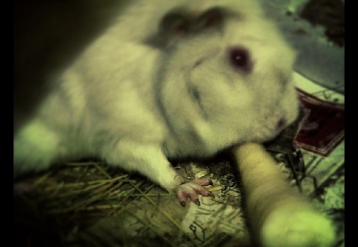 23c913cabf7302f9262959c6a32f084e