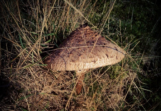 84a2994f654208584a957729602eedd6