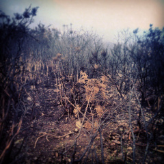 911a5e1da05a4dfc958f87b16e07f07f