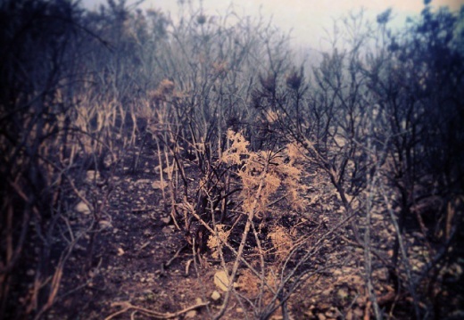 911a5e1da05a4dfc958f87b16e07f07f