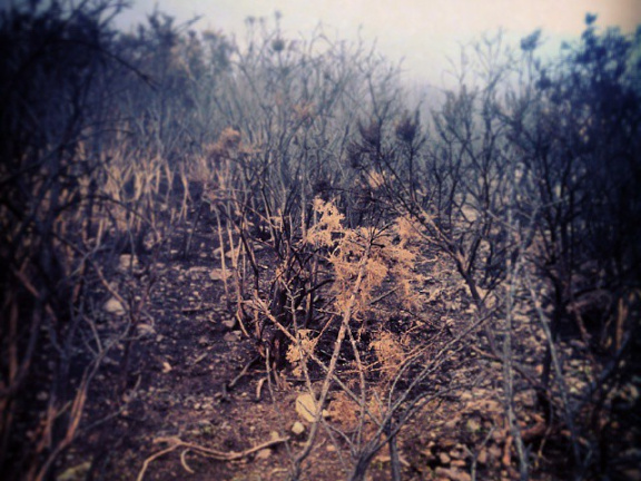 911a5e1da05a4dfc958f87b16e07f07f