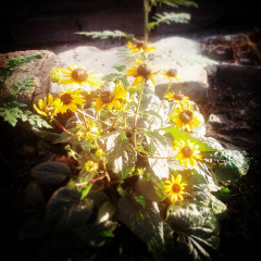 5525a6808a6ac7450279ea0d3599a69d