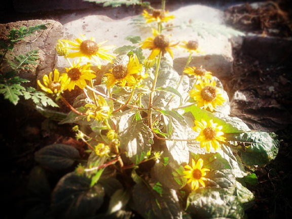 5525a6808a6ac7450279ea0d3599a69d