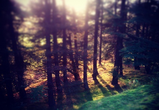 c36512a5907ed63c32f6b148377714ad