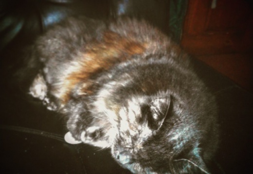 7006174070f82cfd8b86cc37e9f73c1a