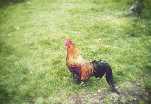 ef4fed61e81a421b96a460d29e7b85f5