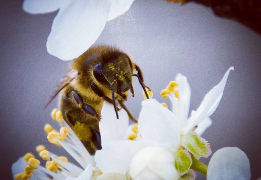 239c0e291ee435ece6f031b0beef340d