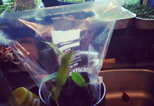 2752db65d8acdefe4c68c97e2ae07802