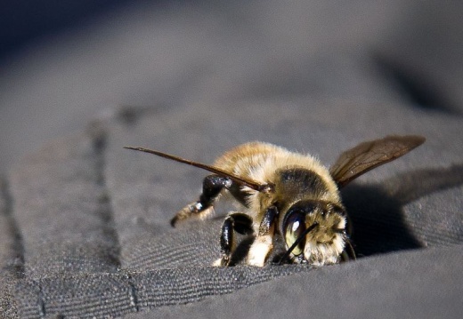 dab9f68f213ad7895467abd96561d49a