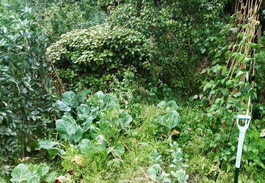 784c2d25b85636929edaa47c088ad555