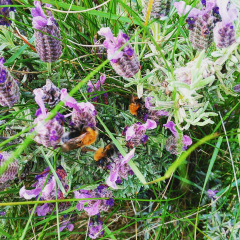 4225741d0be0f7f89af228653be5566c