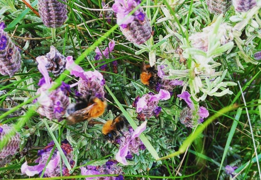 4225741d0be0f7f89af228653be5566c