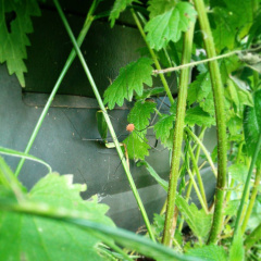 bbedff50ed0d3e1c27b7f9d3c36df4a2