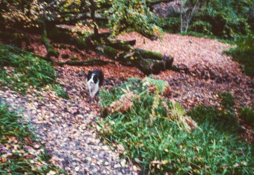 88fef7a30a457c35a197122561cb7bc9