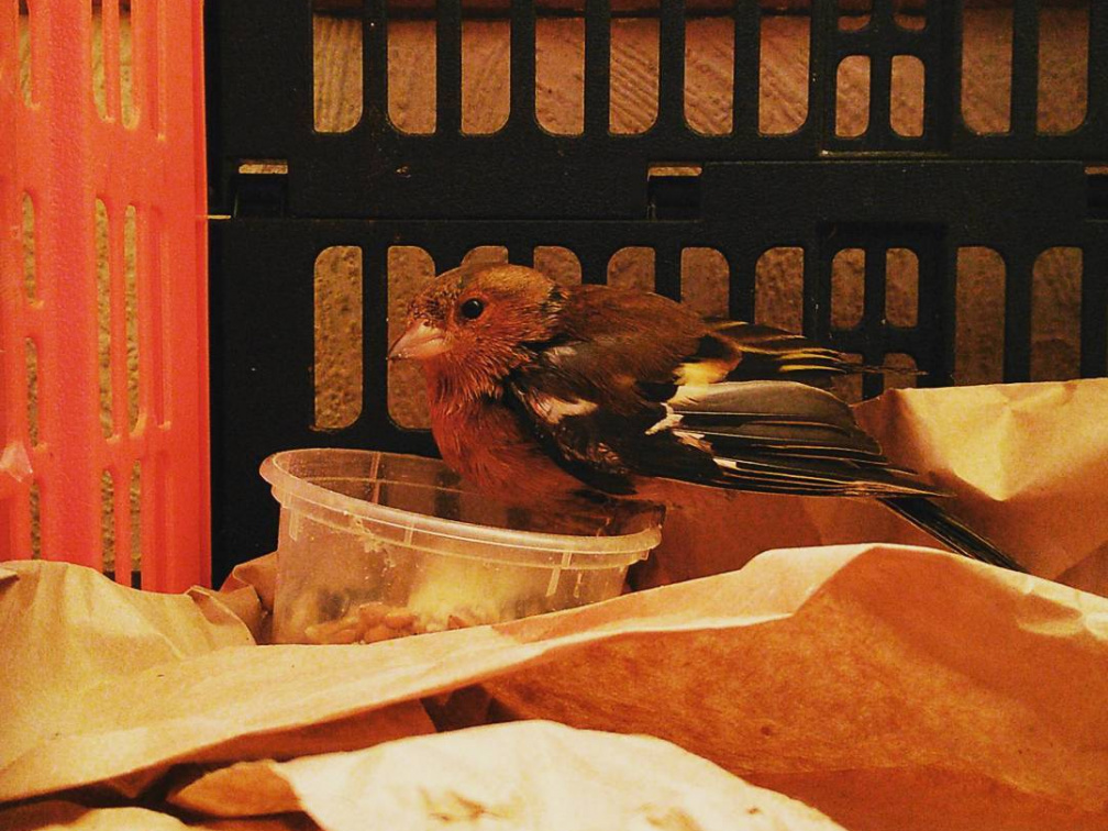 e85aae38c31c3b03f9f70b9c5d3b8ace