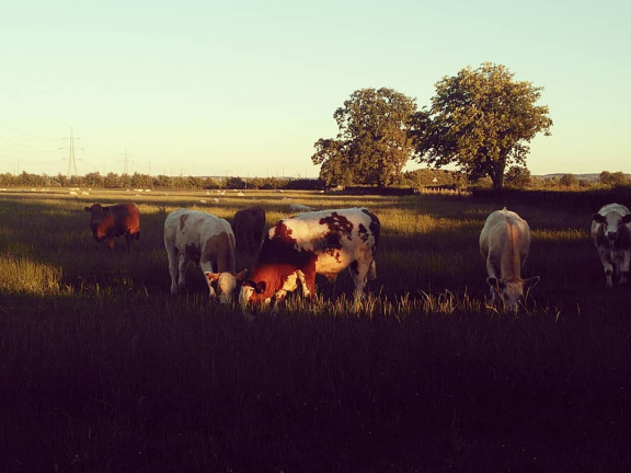 61ba614c5dbfaf280404b6df8a6e505f