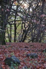 DSC 5218