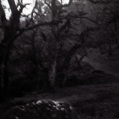 halina paulette tri-x003