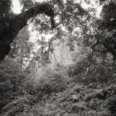 om20 foma100 at400 lc29push1010