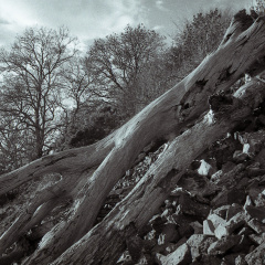 om10 pink 28mm lc29 002