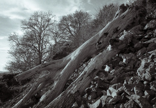 om10 pink 28mm lc29 002