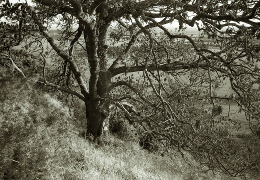 om10 pink 28mm lc29 006