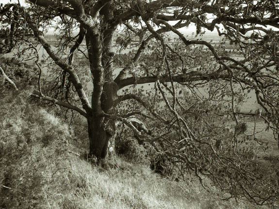 om10 pink 28mm lc29 006