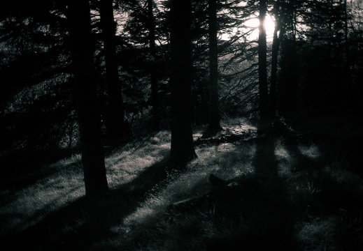 om10 pink 28mm lc29 028