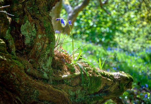 DSC 6762 AuroraHDR2018-edit