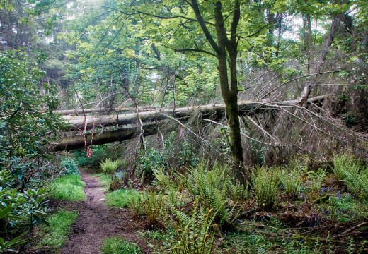 DSC 7297 AuroraHDR2018-edit