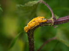 P1017886