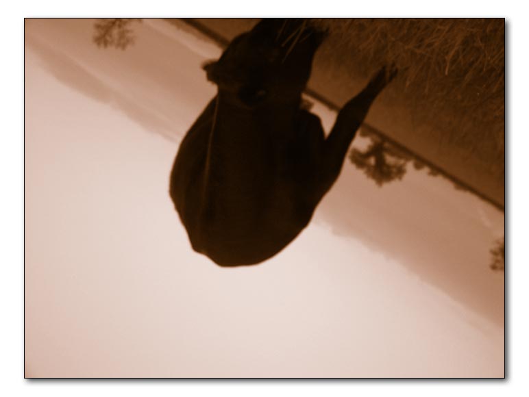p5311512 copy